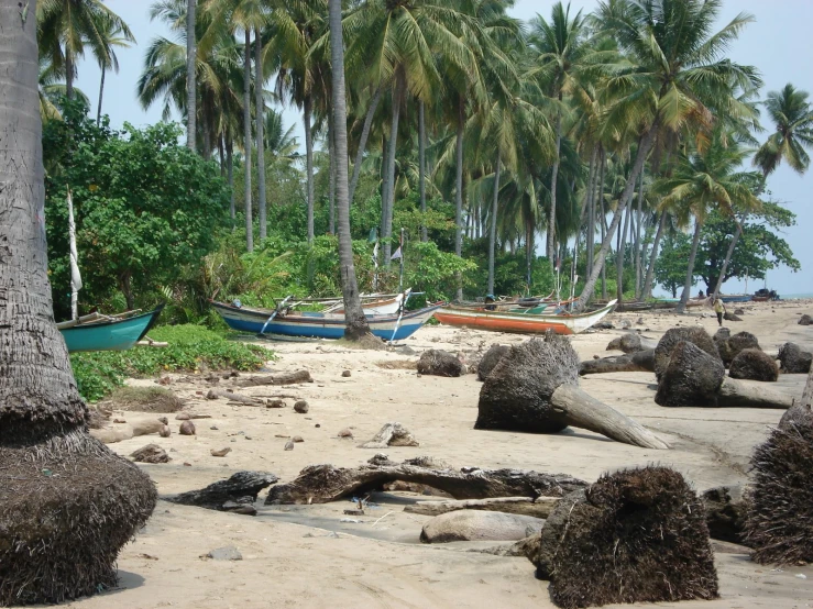 many boats are parked on the shore in front of palm trees