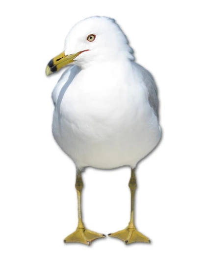 a seagull standing on its legs with red eyes
