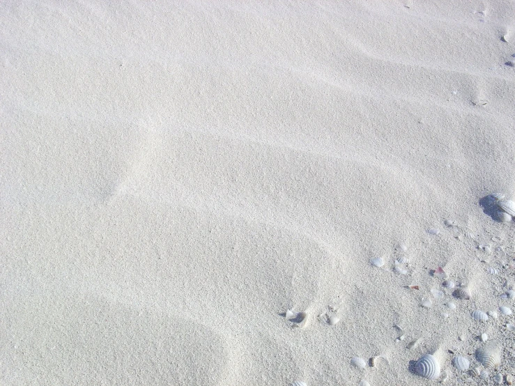 the footprints of birds in the sand are clearly visible