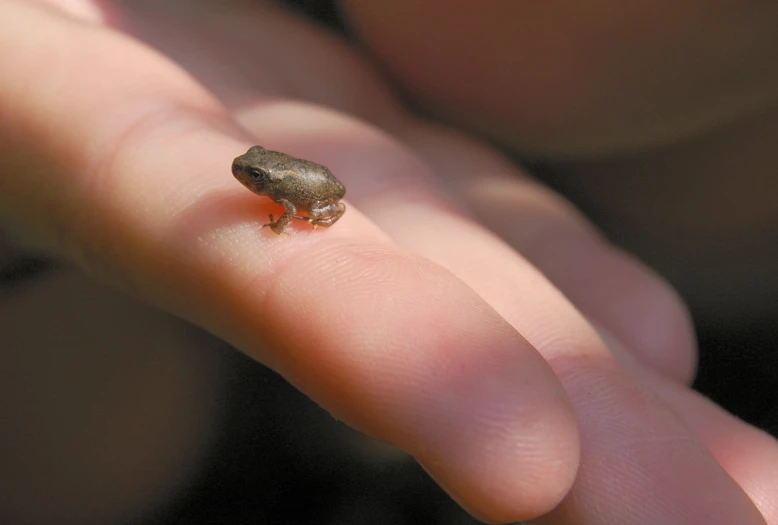 a tiny frog sitting on the palm of someone's hand