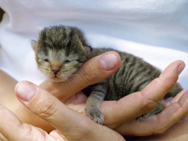 the kitten is sitting in the persons hands