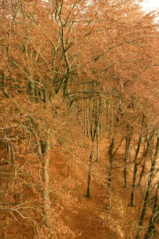 an aerial view of a park with a bunch of trees