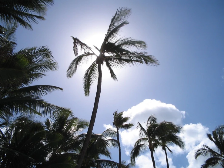 palm trees in the sun on a tropical day