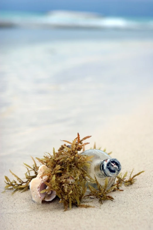 an old bottle on a beach with seaweed