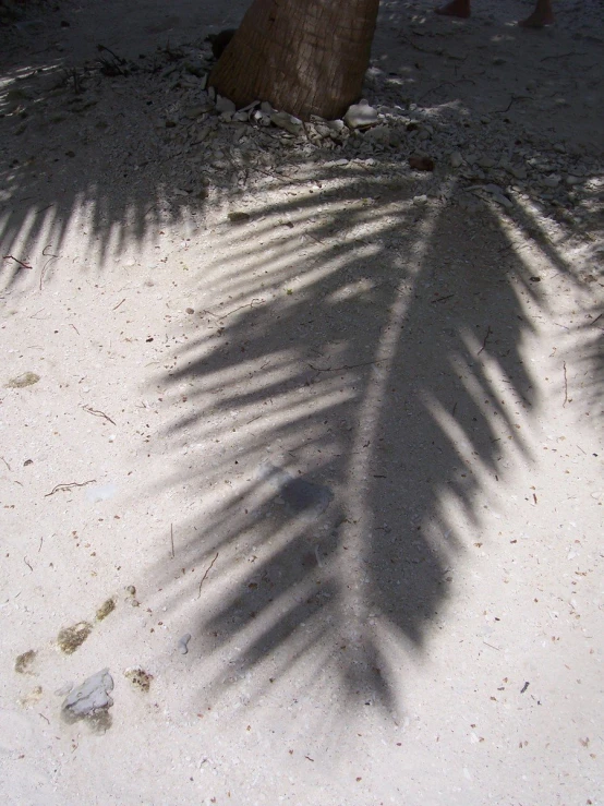 shadow of palm tree on the sand next to a bench