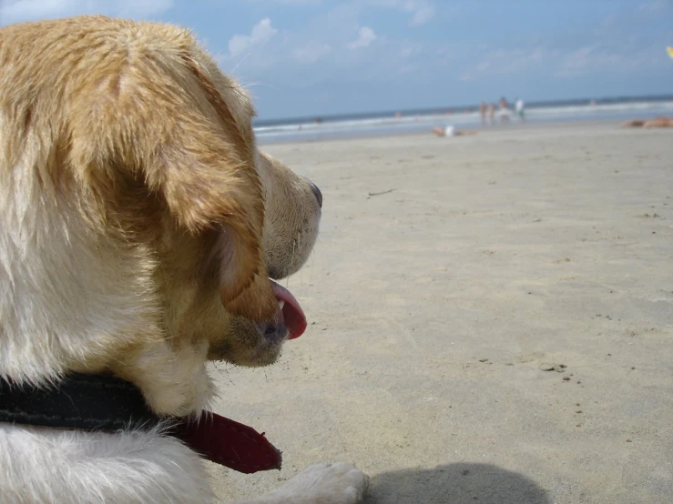 a dog is sitting on the sand on the beach