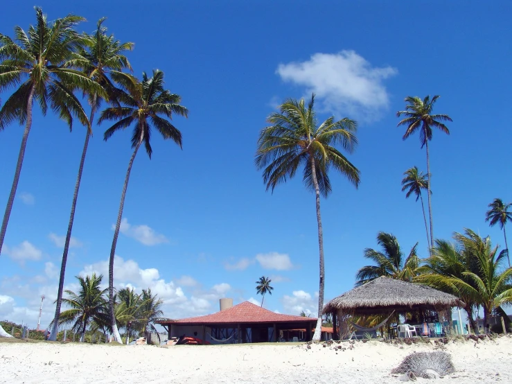 the huts are by the trees on the beach