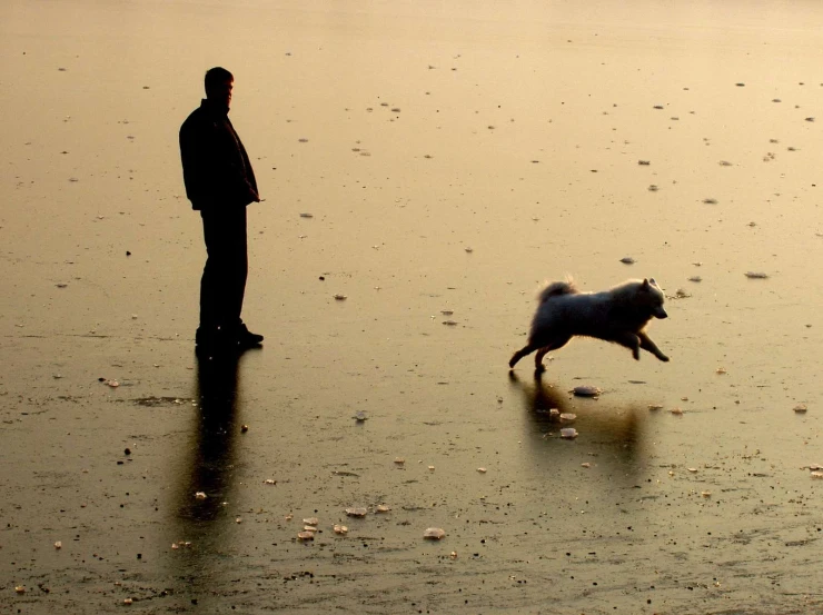 a man is on the beach with his dog