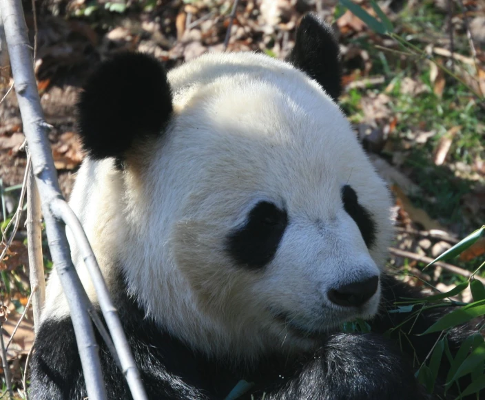 there is a panda bear that is sitting on the grass