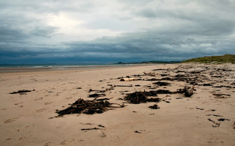 the sand is covered with tree bark and sticks