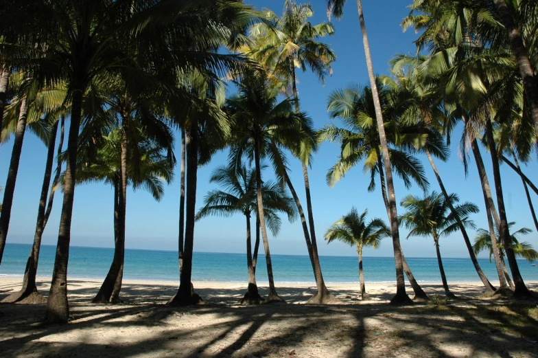 many palm trees are lined up next to the ocean