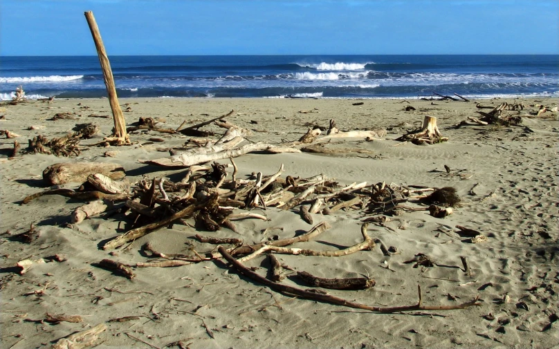 a tree that has been cut off on the beach