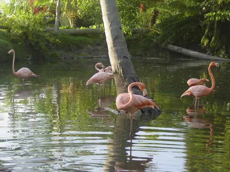 many flamingos are wading on the lake near trees