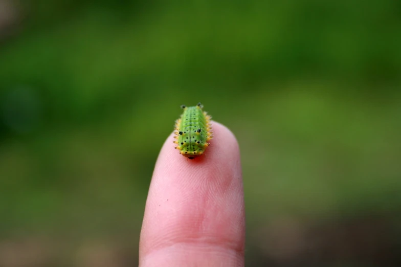 a tiny bug sits on a finger
