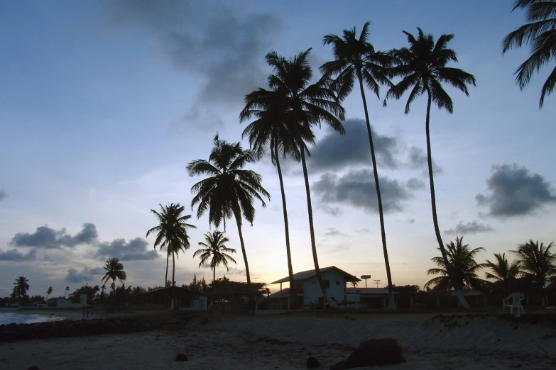 a beach with several trees on the shore