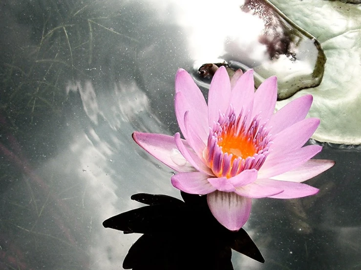 a pink flower in a pond with lily pads