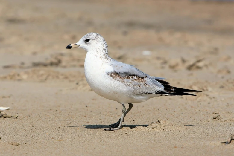 there is a bird that is walking on the sand