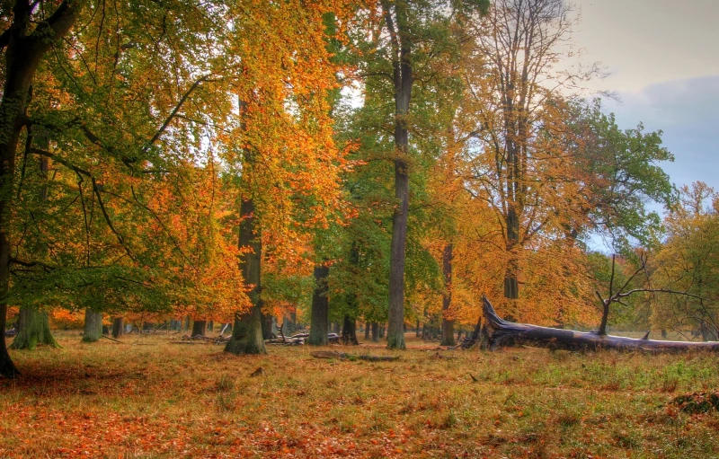 an open field in the fall with fallen trees