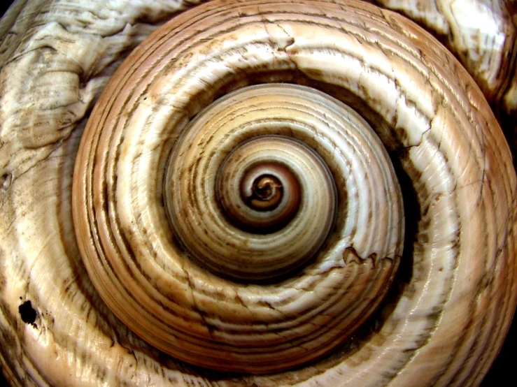 this spiral picture is very unique and looks like a piece of wood