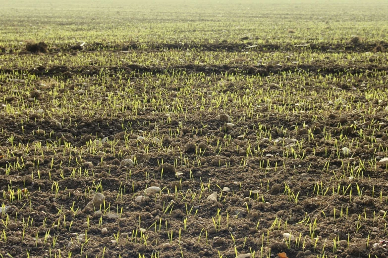 a horse standing in the middle of a field