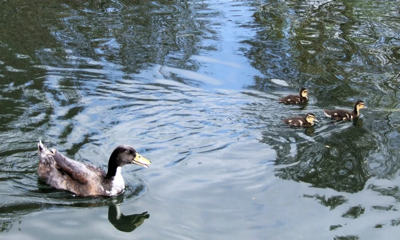 the two ducks are swimming near each other
