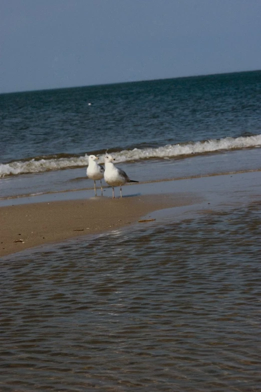 three seagulls stand in the shallow water on a beach
