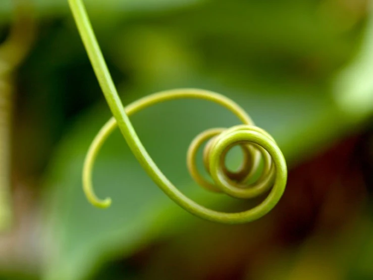 green spiral thing on a stalk looking through