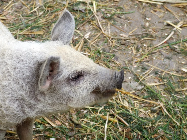 a white pig with fluffy wool on its face