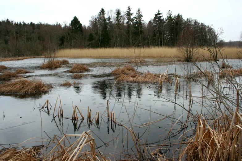 small pond surrounded by water in the middle of a forest