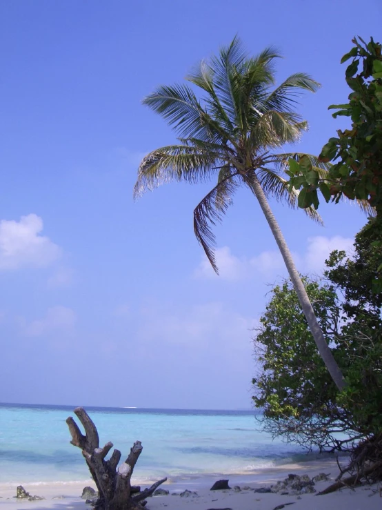 a beach with some trees in the background and blue sky