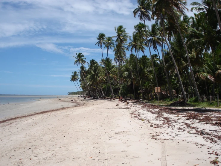 white sand beach area and palm trees on ocean