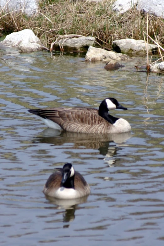 two ducks are swimming in the water together