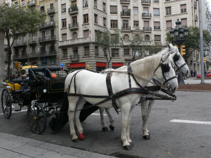 a white horse tied up to a wagon on the side of the street