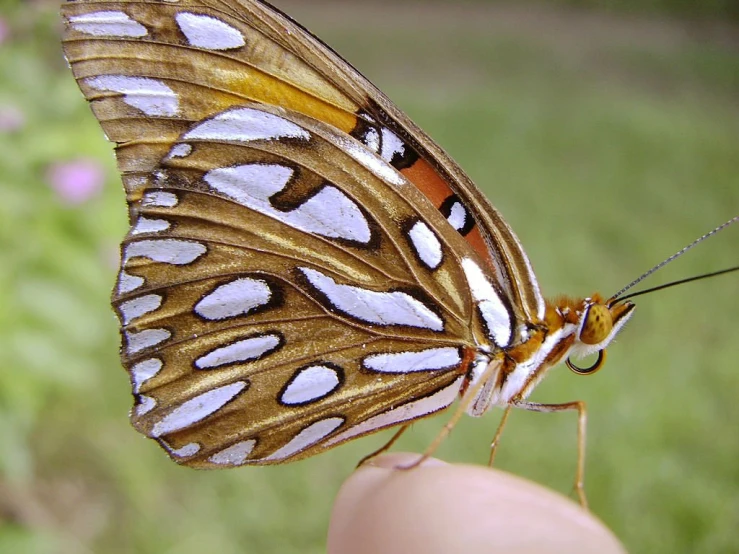 a yellow erfly with white spots on its wings