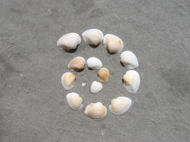 shells arranged in the shape of a circle on a sandy beach