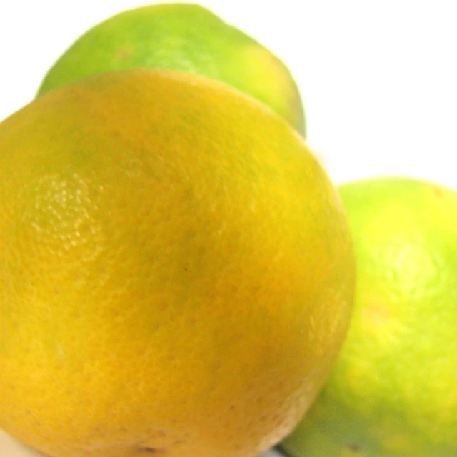 a white background with three lemons and one lime