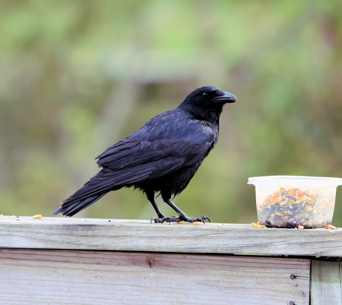 black bird eating out of container on a wooden deck