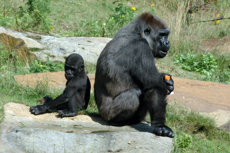 a large adult and a small baby gorilla sitting on some rocks