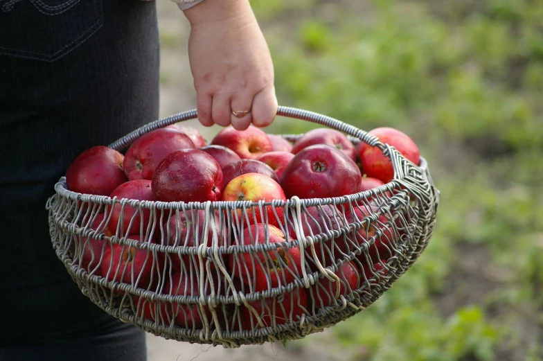 a person with a basket full of apples