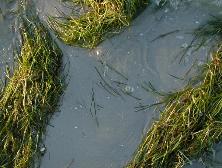 the plants are growing in a patch of ice water