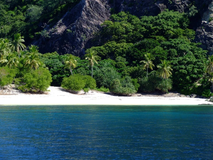 a beach covered with trees next to the ocean