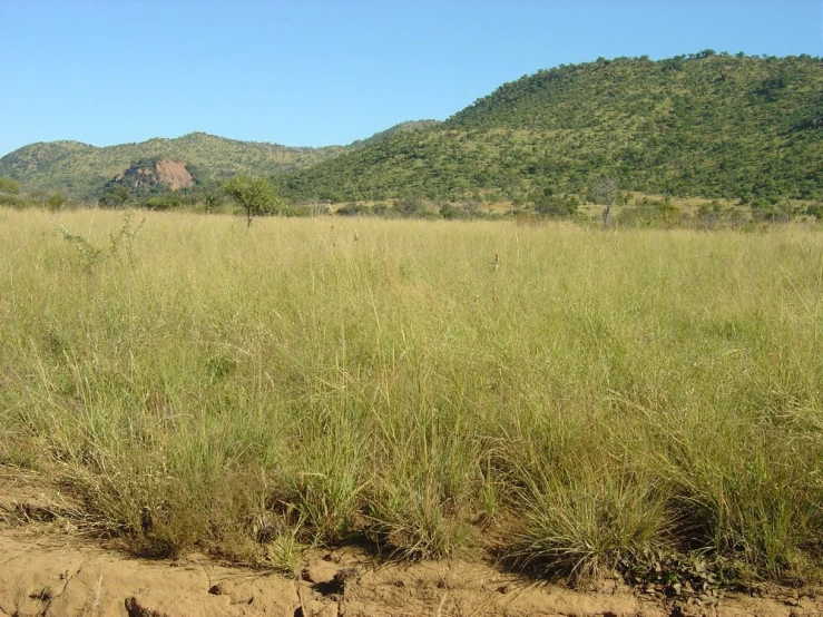 some cows walking through tall grass near hills