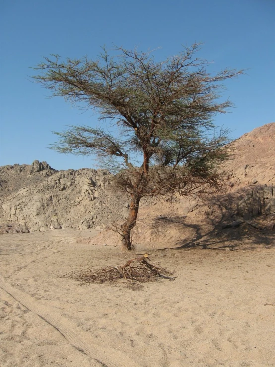 a lone tree growing in the desert desert