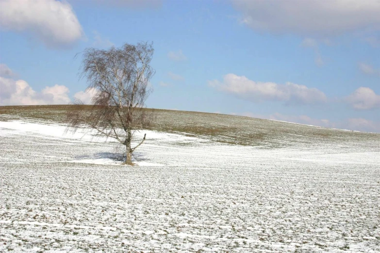 a single tree standing on a hill covered in snow