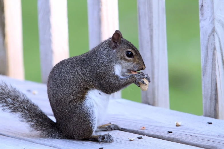 a squirrel eating food on the deck of a house