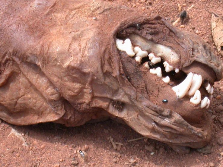 an animal head with teeth sitting on the ground
