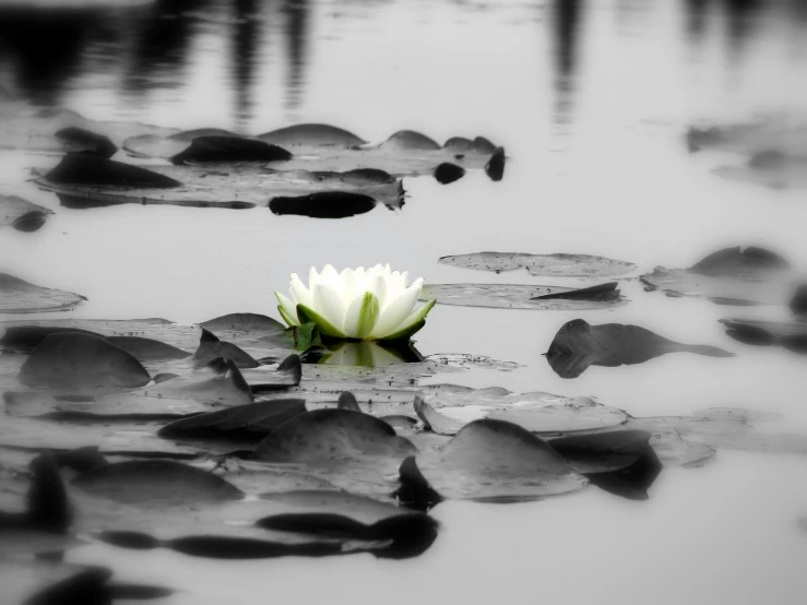 a white flower in the water surrounded by lily pads
