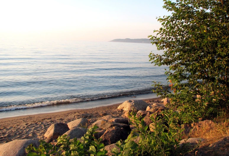 trees growing next to the water on a beach