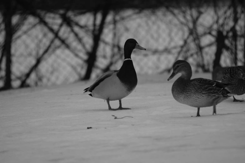 two ducks stand outside in the snow near trees