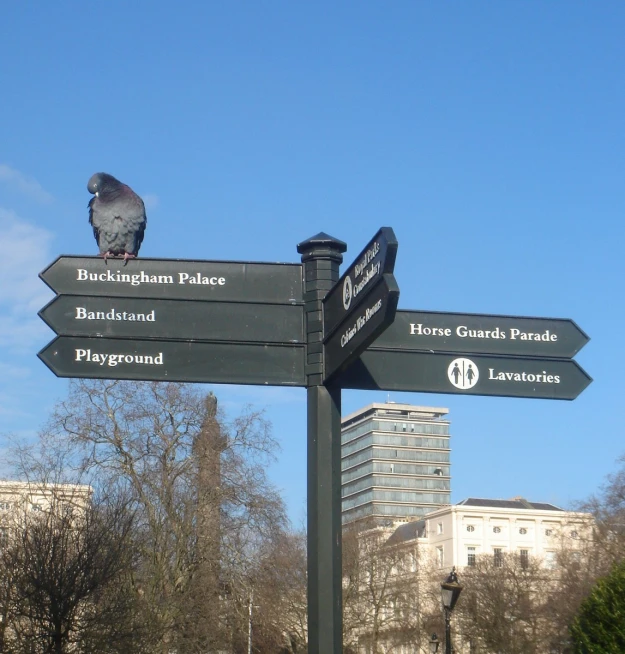 a sign with birds sitting on top of it